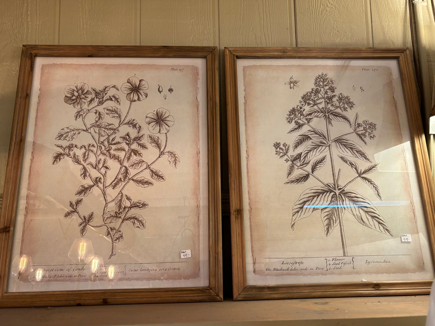 Brown Botanical Prints