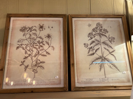 Brown Botanical Prints